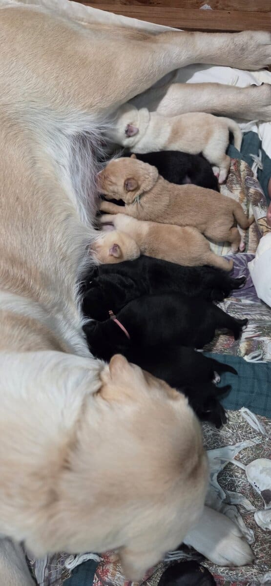 Labrador Retriever/Border Collie Puppies For Sale image 3