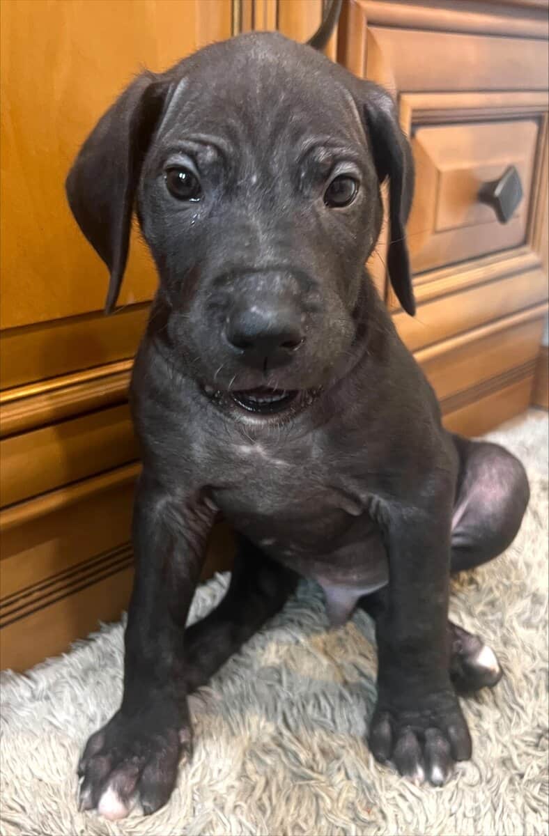 AKC PUREBRED GREAT DANE PUPPIES IN NORTH DAKOTA image 3