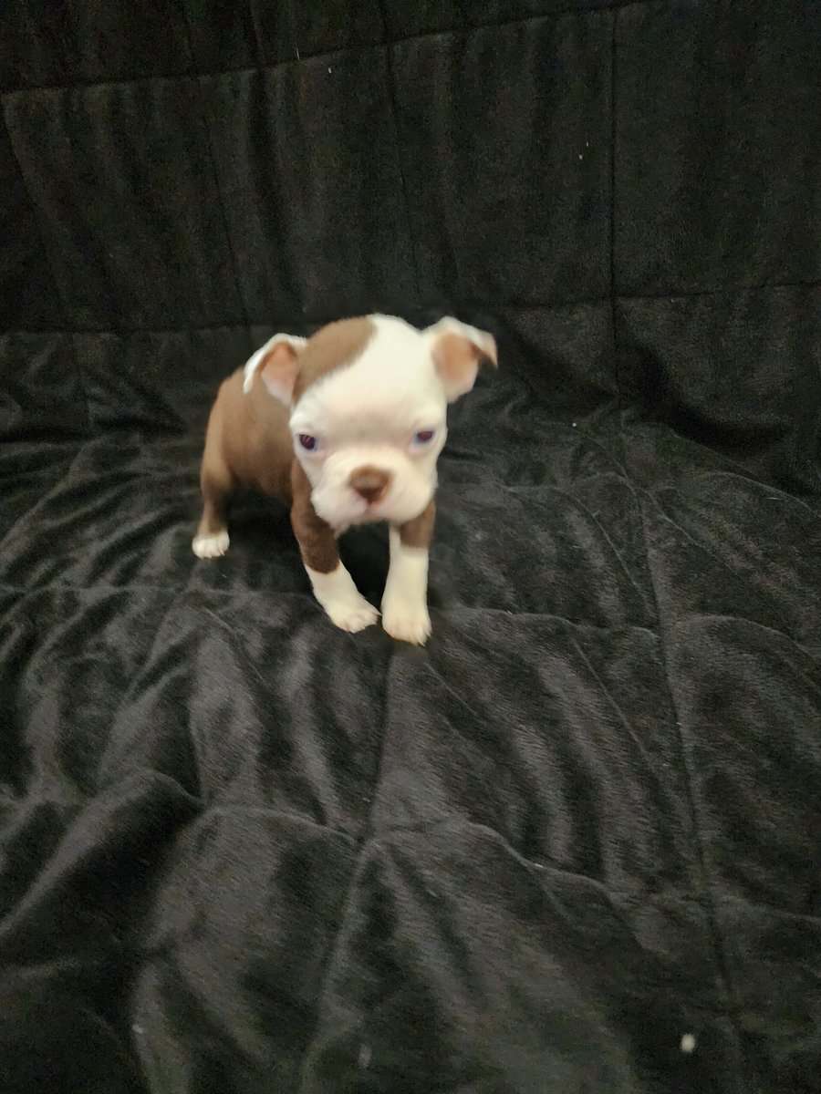 Boston Terrier female puppy image 3