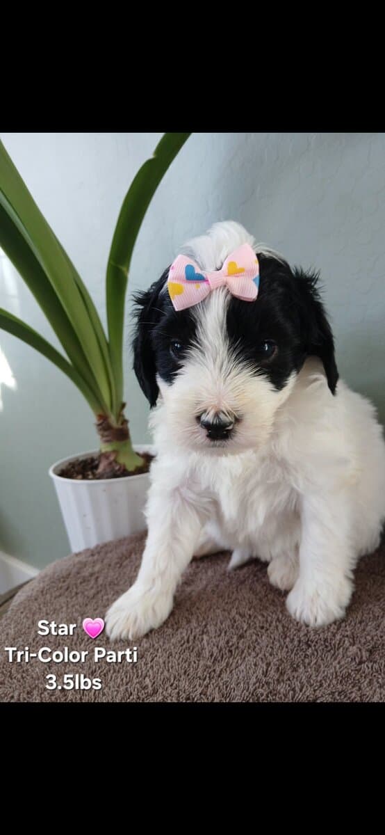 Beautiful Golden Bernedoodles image 5