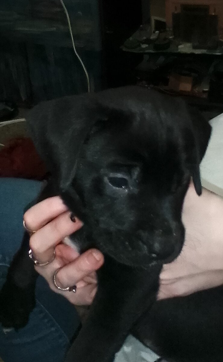 mixed lab puppies image 2