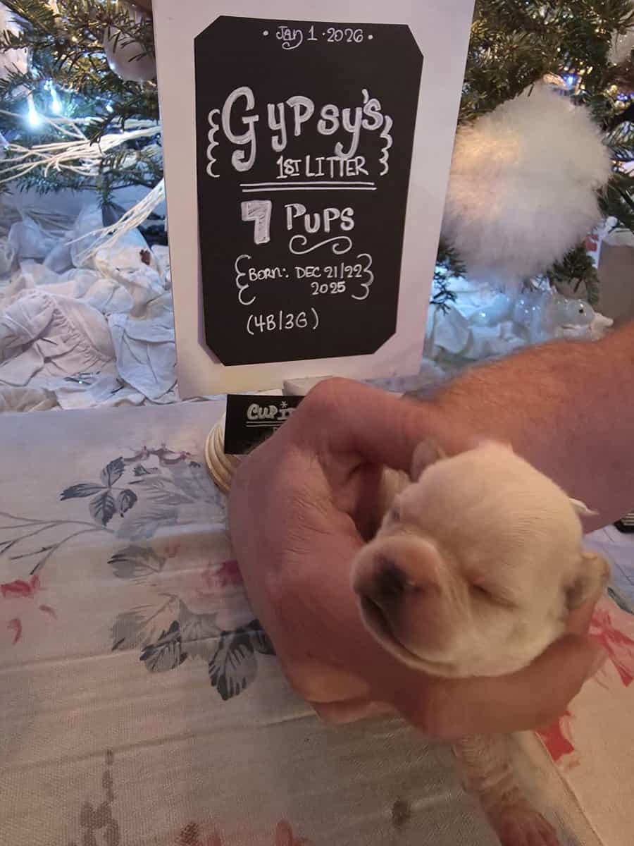 Gypsy's Frenchie puppies image 5