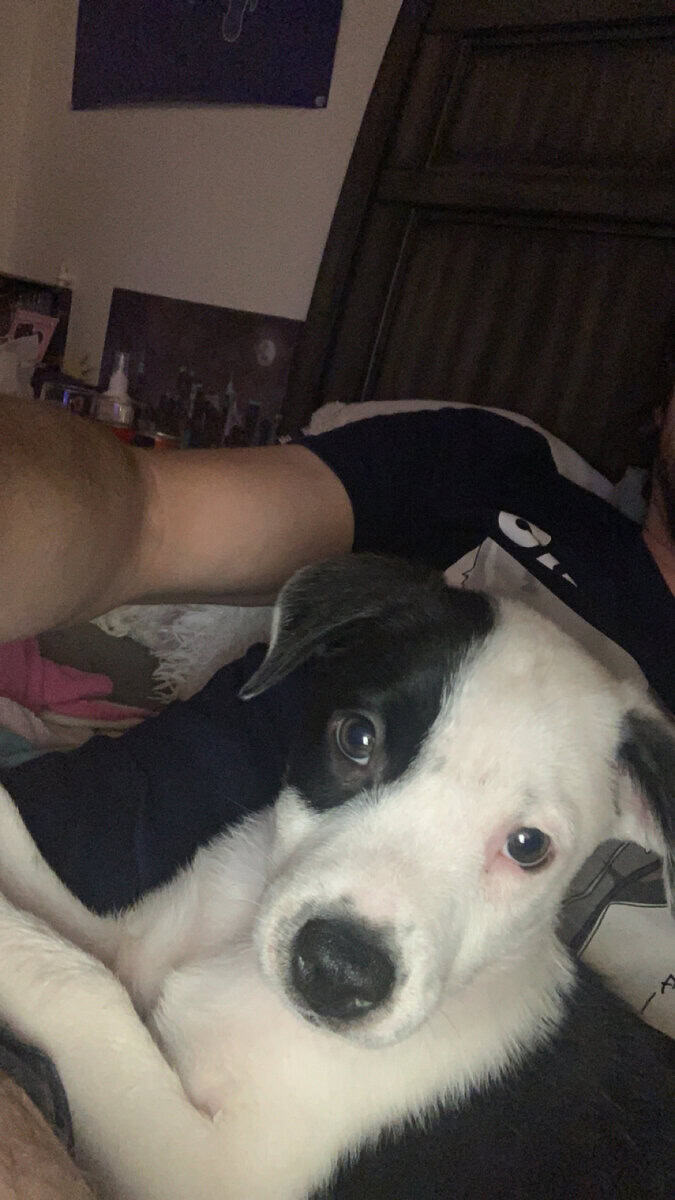 Free puppy image 2