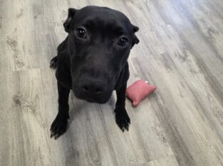Honolulu (7 month female)