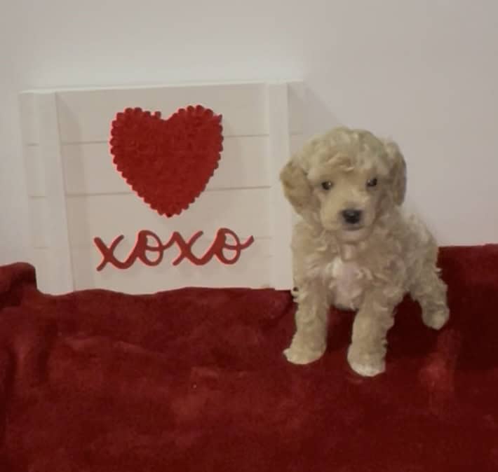Mini Poodle Puppies image 2
