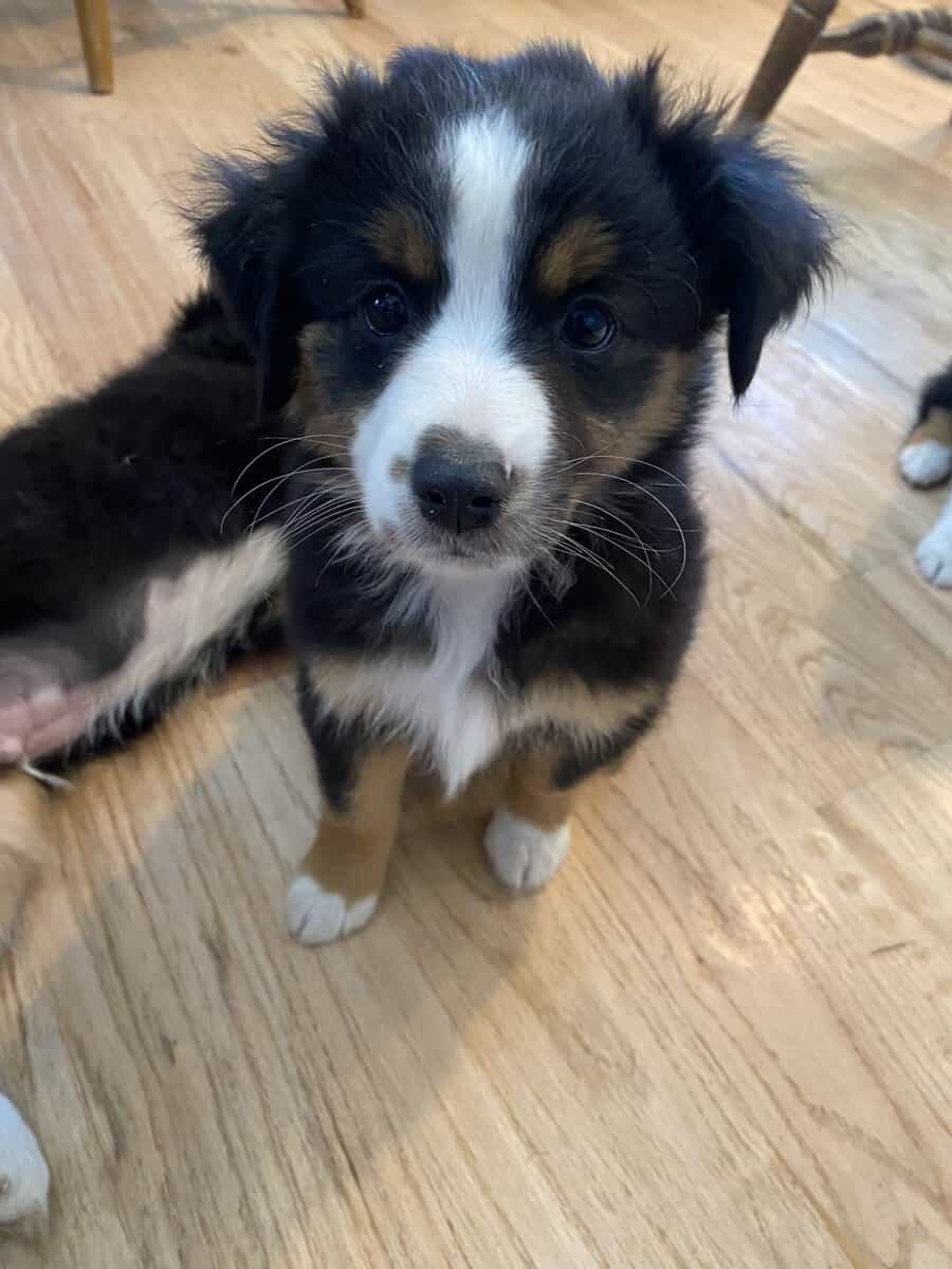 Aussie puppies image 3