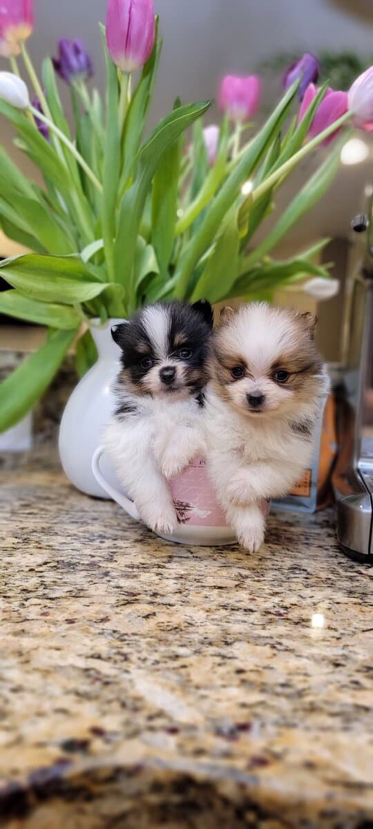 Pomeranian Puppies XS / MINI image 1