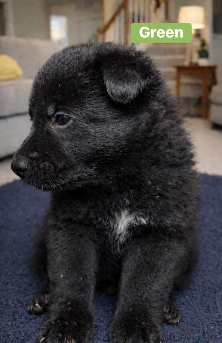AKC Black German Shepherd Puppies image 2