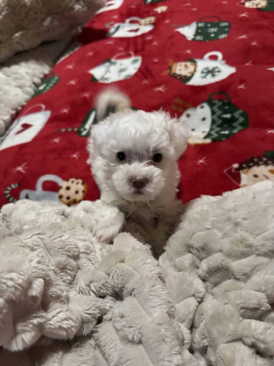 Maltipoo puppy image 3