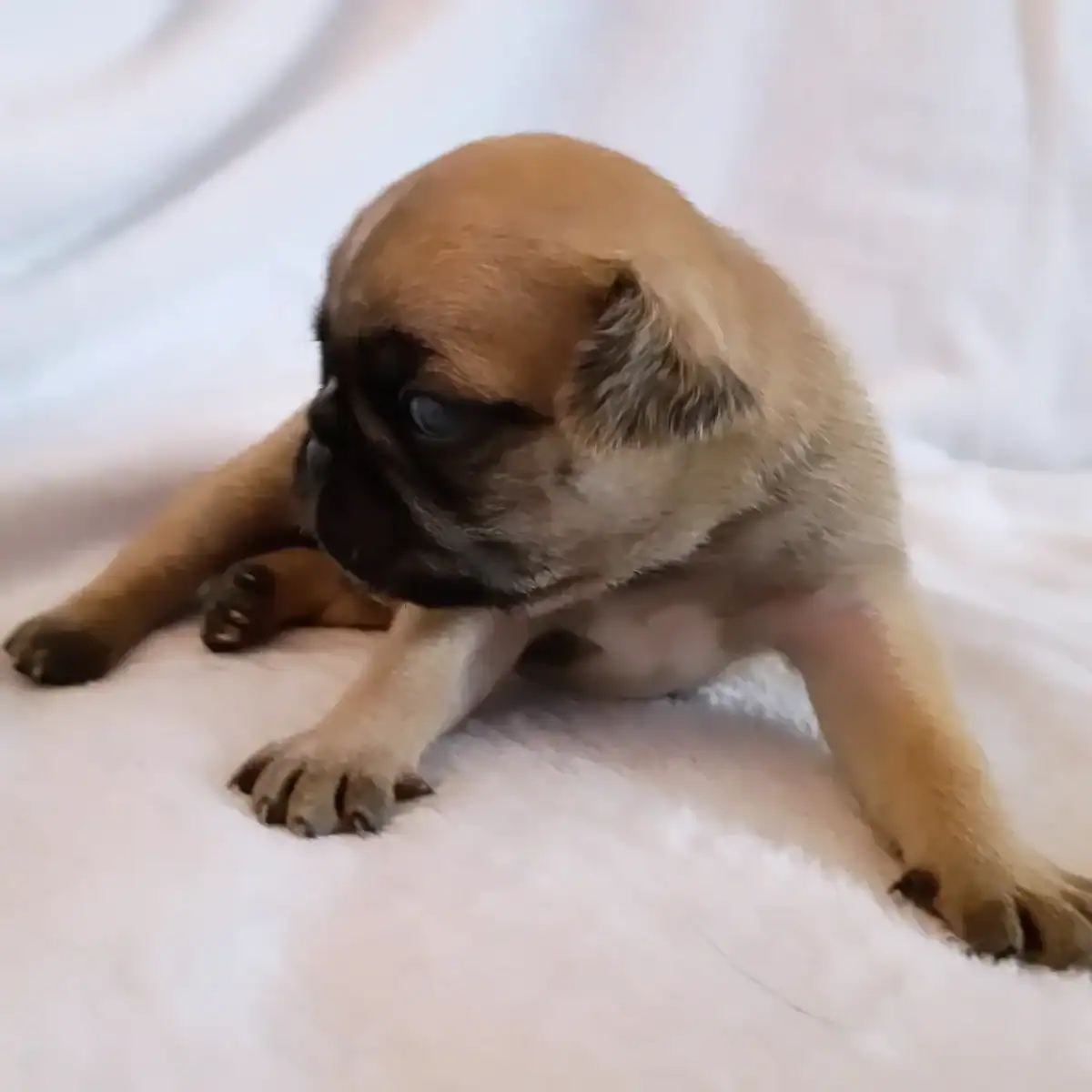 Loving Pugs image 8