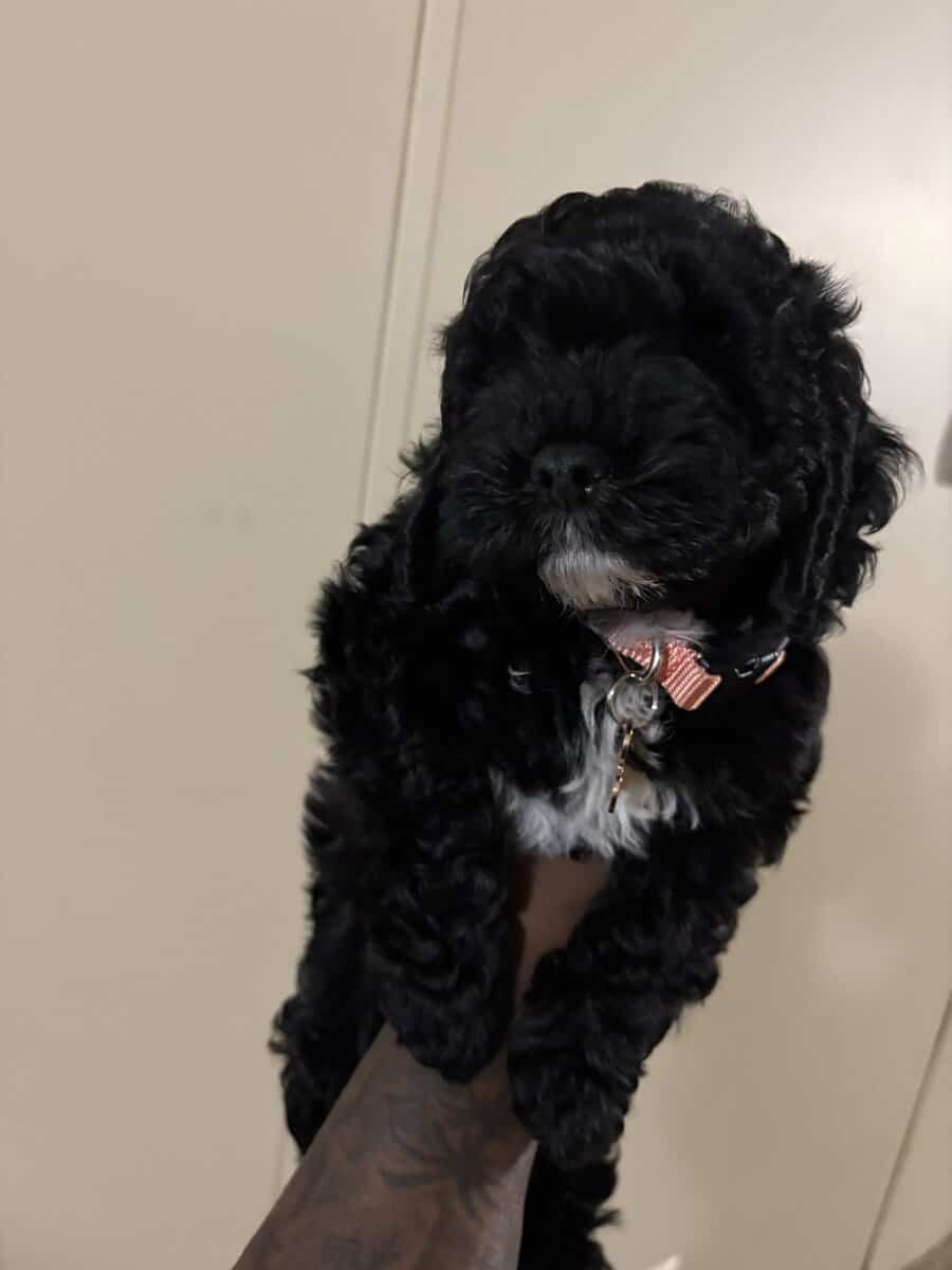 Girl Cockapoo Puppy image 1