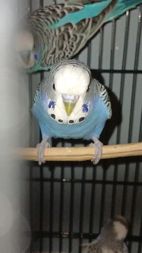 CottonCandy & Blueberry - 2 cute budgie siblings image 5