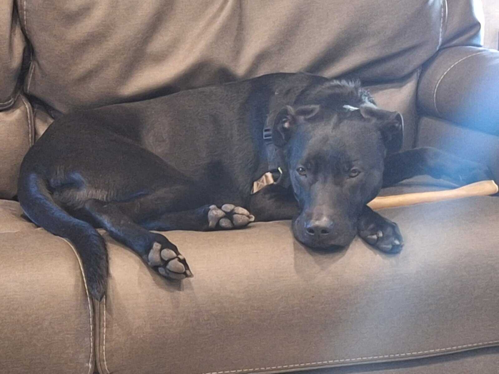 Lab mix needs a home image 3