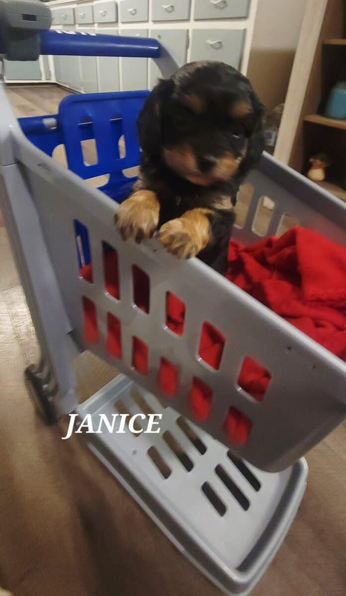 Janice- cavapoo image 2