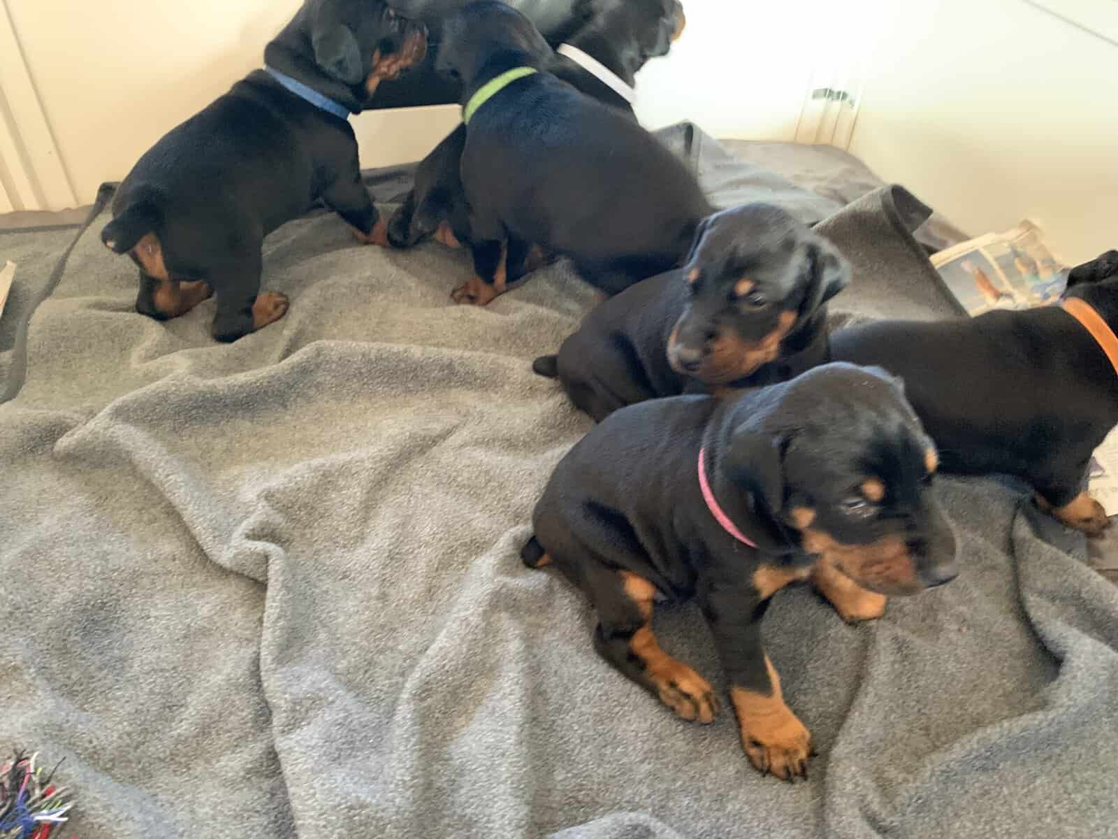 European Doberman Pinscher Puppies image 3