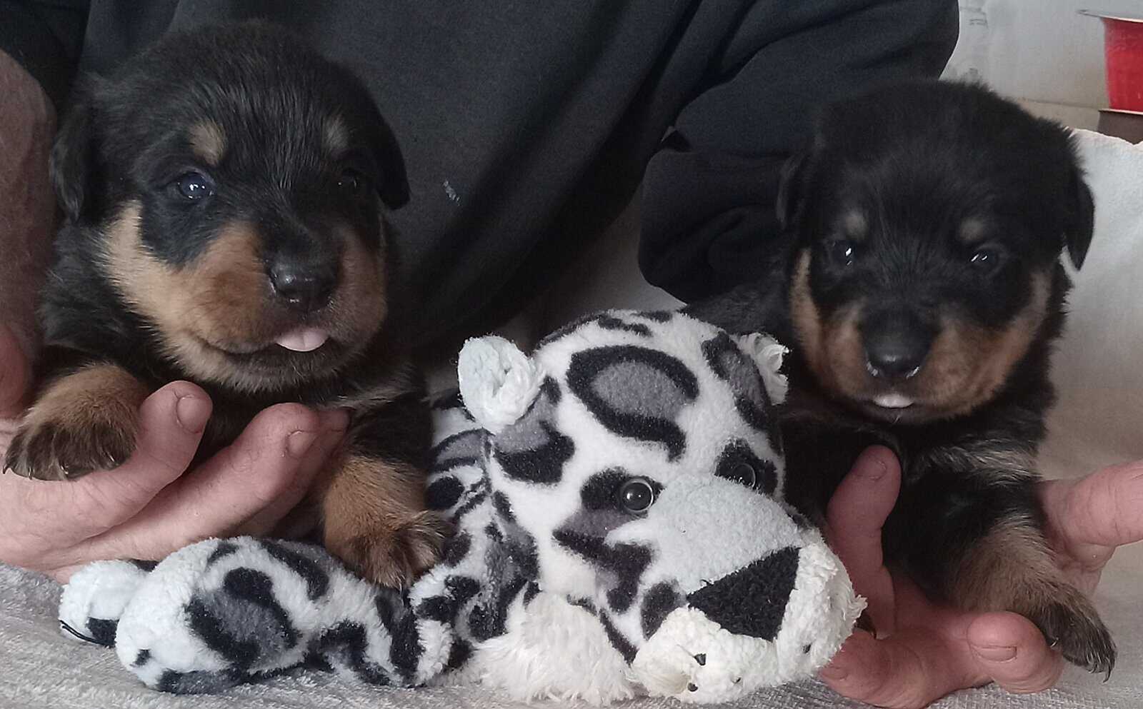 Rottweiler Puppies Looking for Forever Home image 5