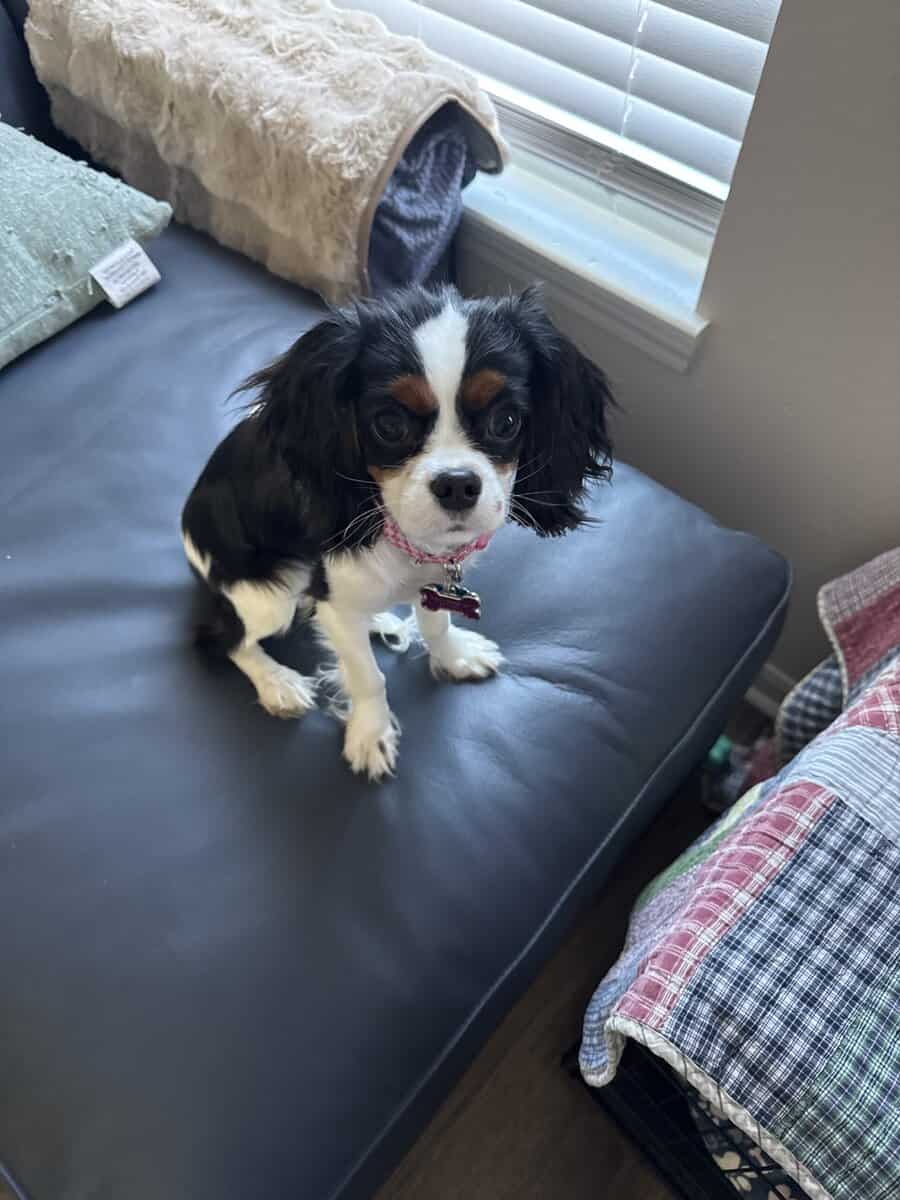 6 mos old king cavalier akc tricolor puppy image 1