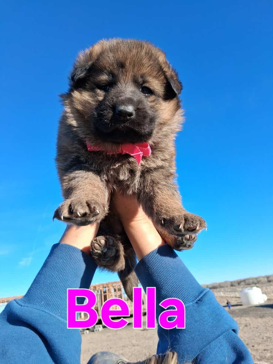 AKC German shepherd puppies image 2