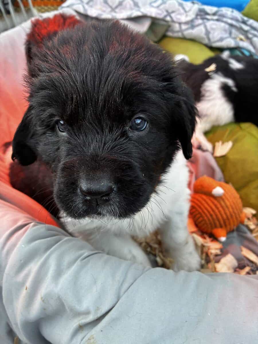 Newfoundland Puppies – Raised in a Home, Landseers image 17