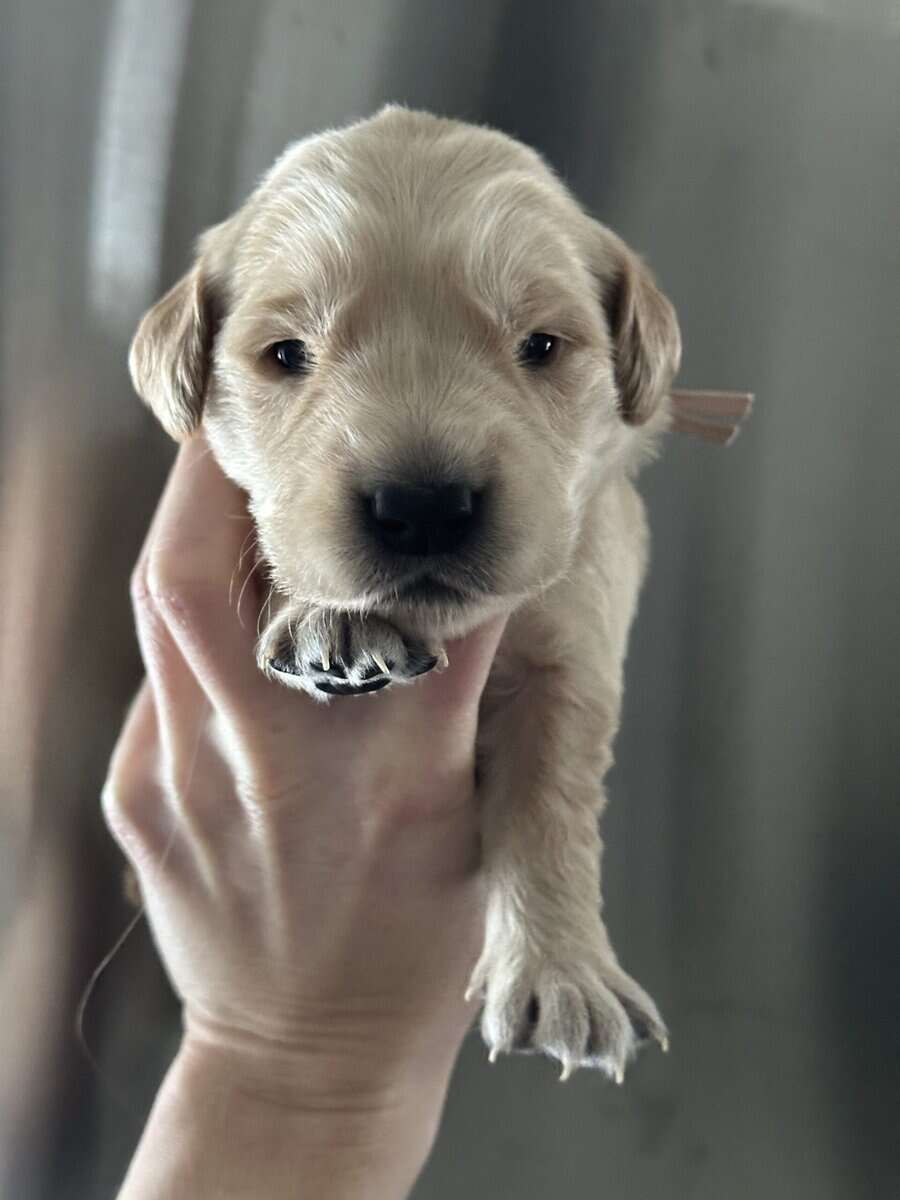 Purebred golden retrievers image 8