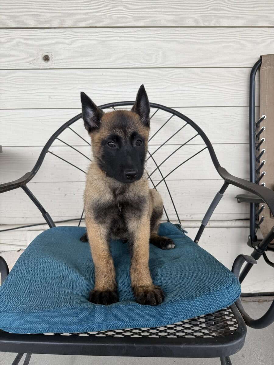 2 Belgian Malinois image 1