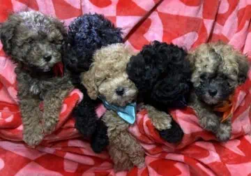 ShihPoo *hypoallergenic* Puppies