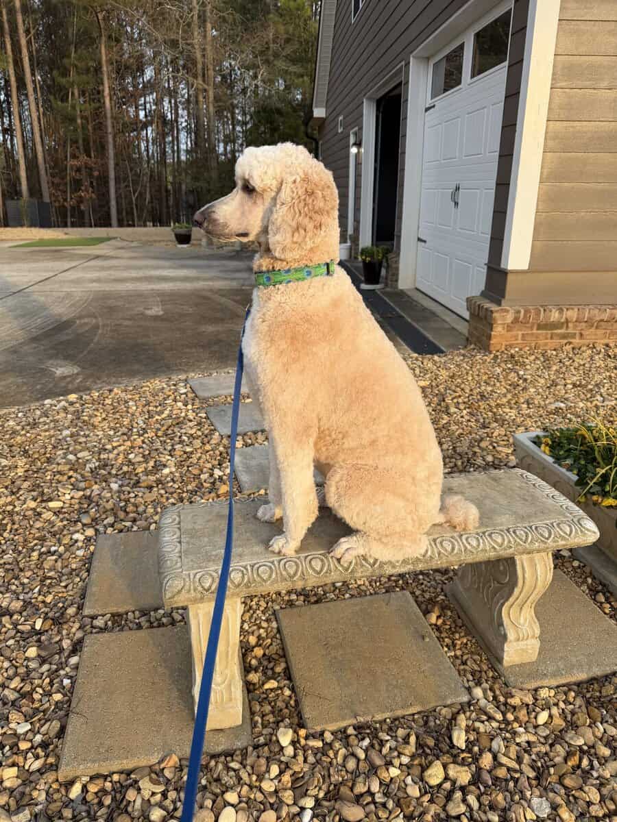 Gracie Pup Standard Poodle image 2