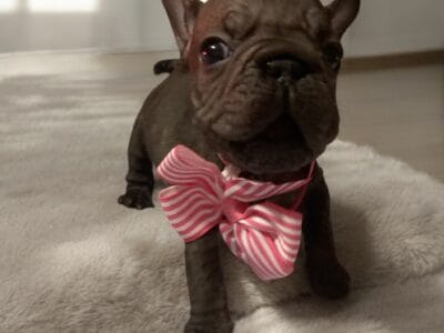 French bulldog puppies (velvet/big rope nose)