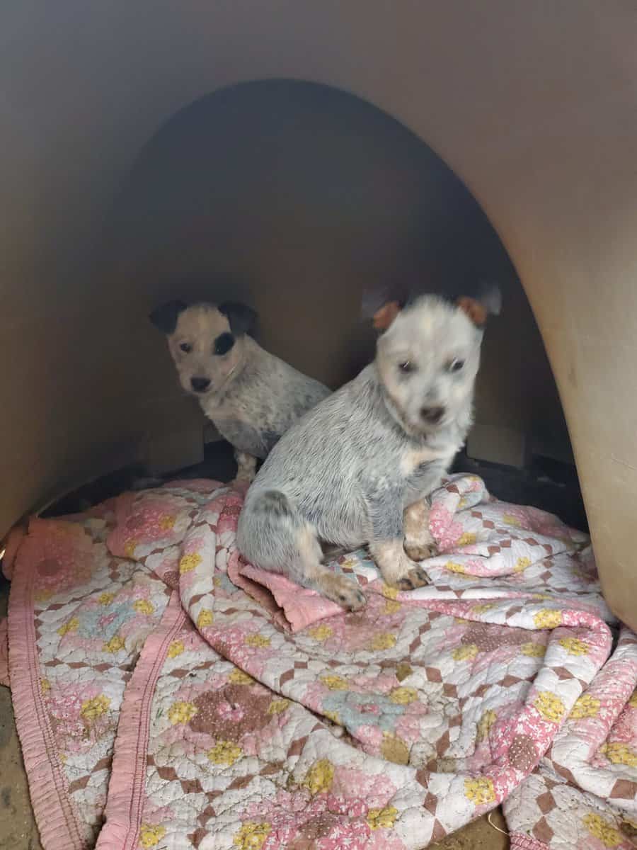 Blue heeler pups image 1