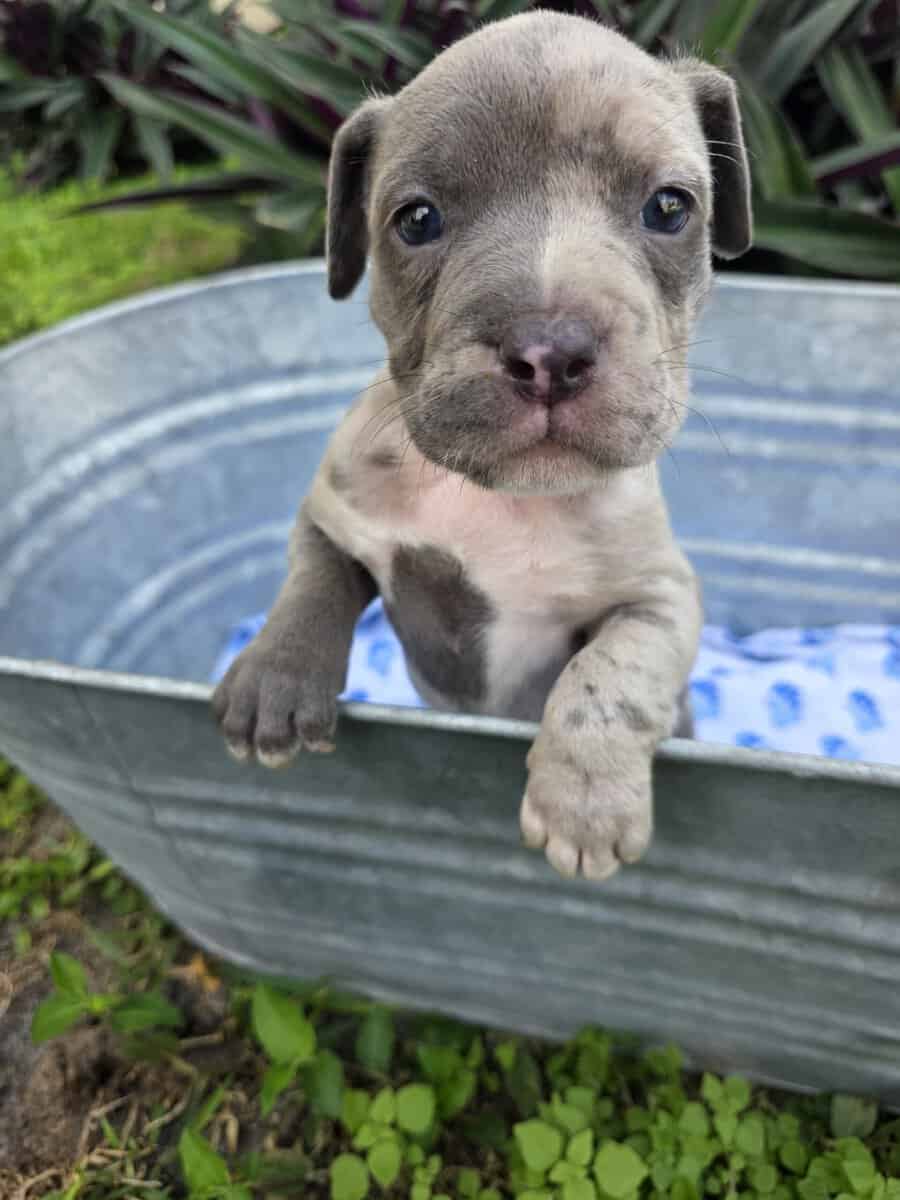 Bully puppies image 8