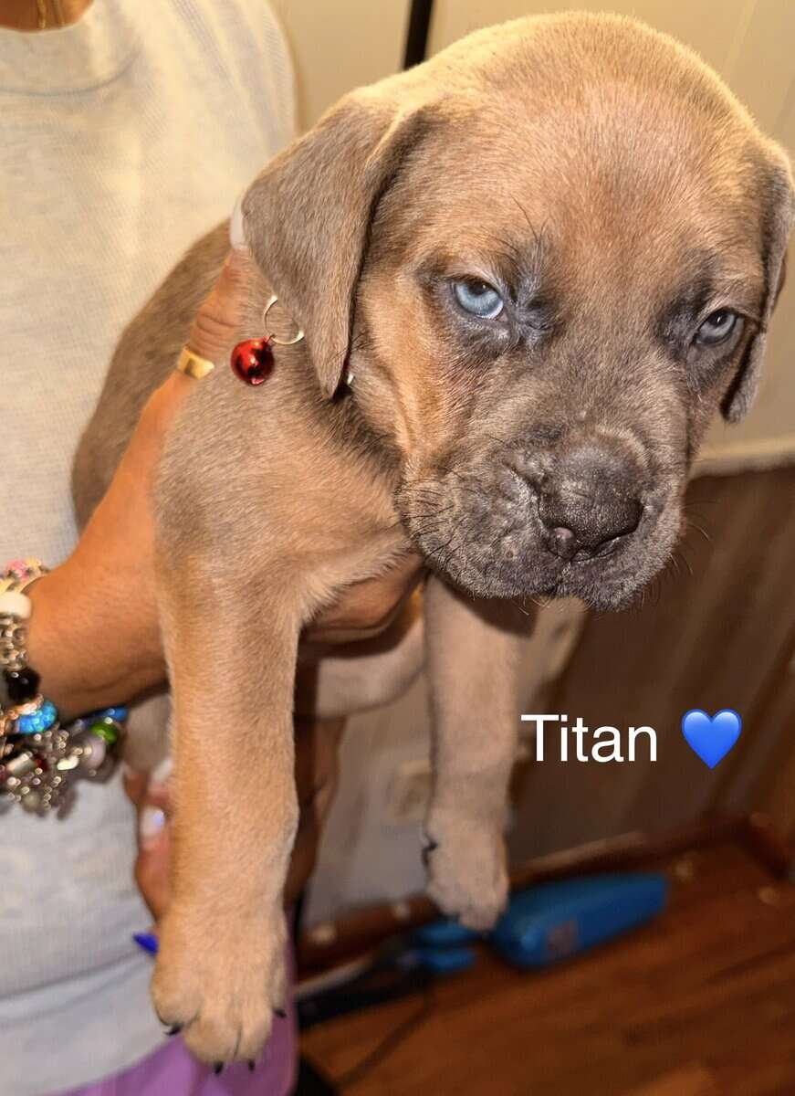 Beautiful Cane Corso Puppies Available 🐶❤️ image 5