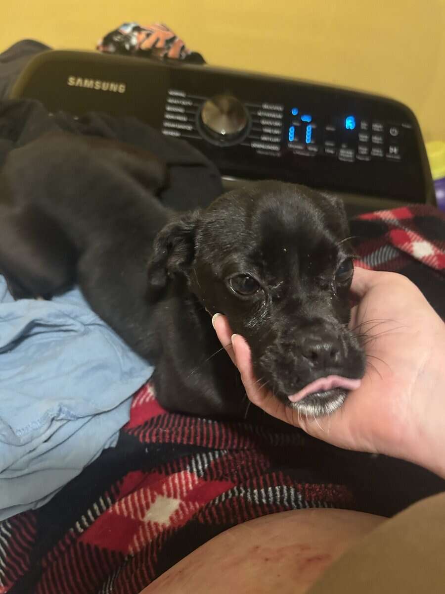 Pug Mix Female image 2