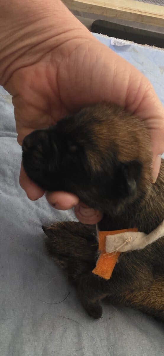 Your Trusted Malinois Breeders image 9