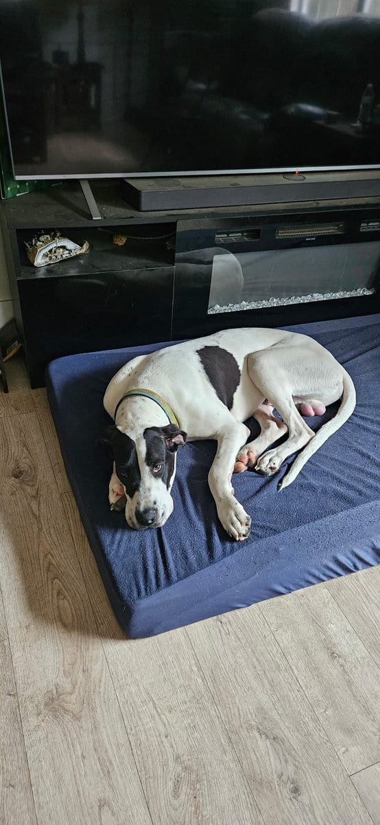 Two 9 month old Danes for sale image 2