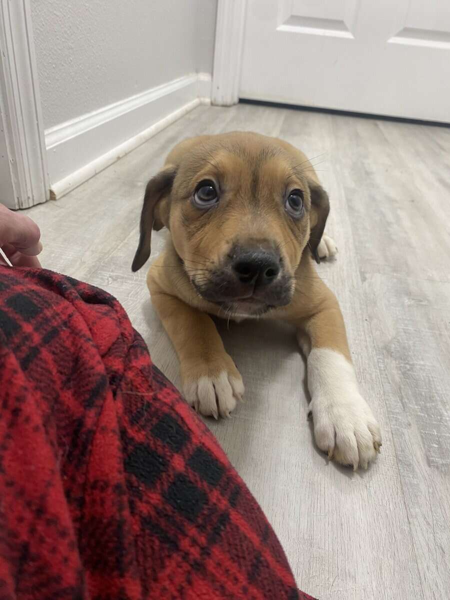 Puppy mix breed image 4