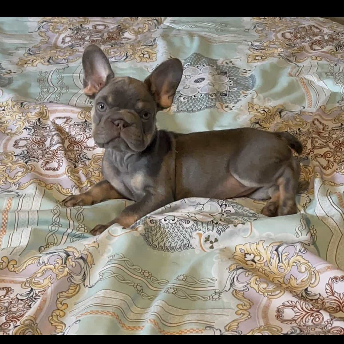 Big Rope Frenchie Girl image 3