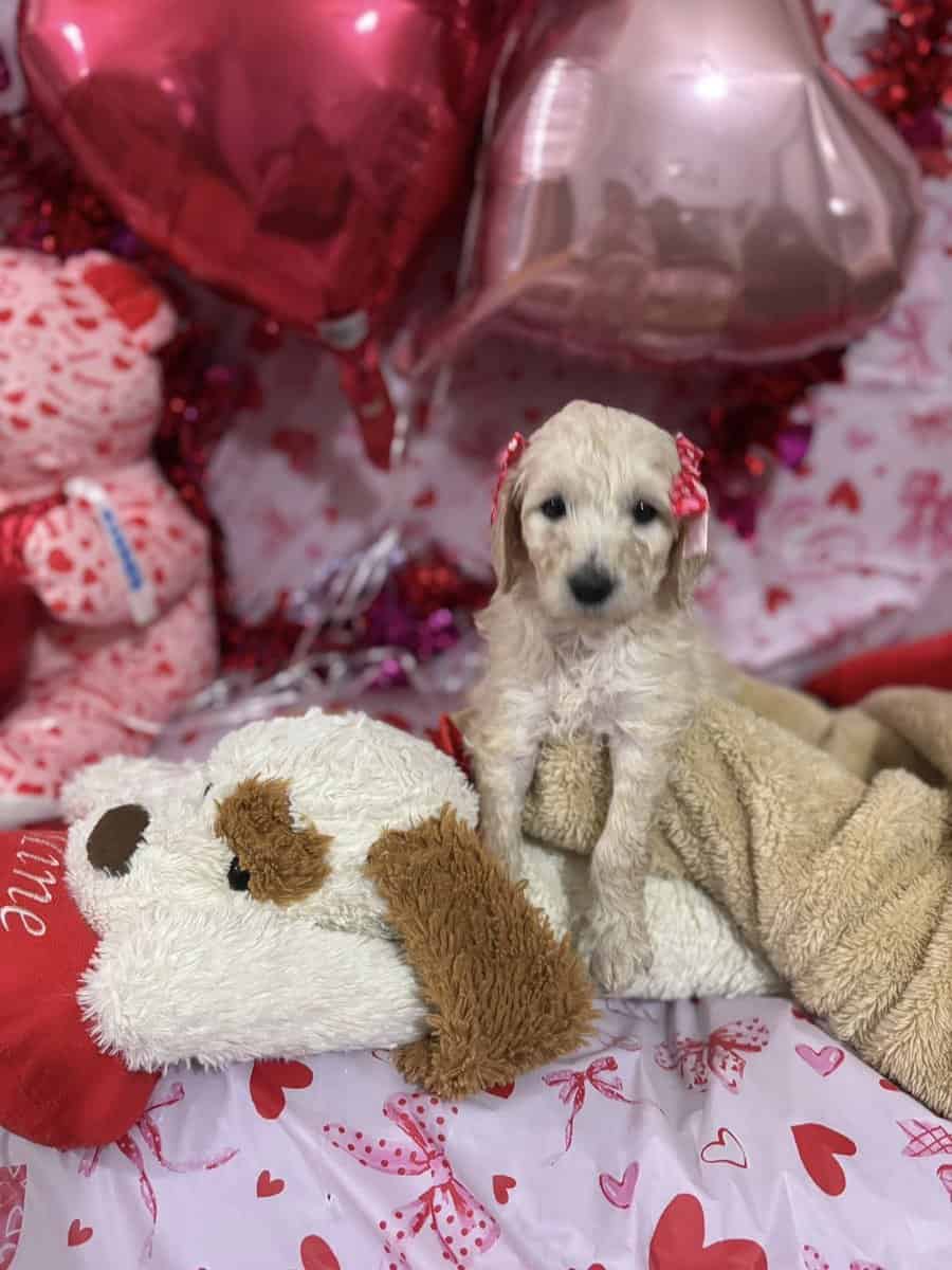Goldendoodle Puippies image 9