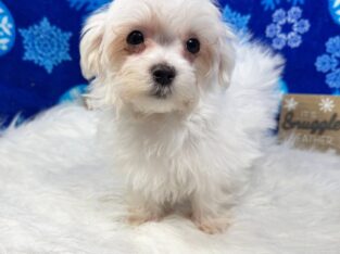 beautiful white coat male maltese