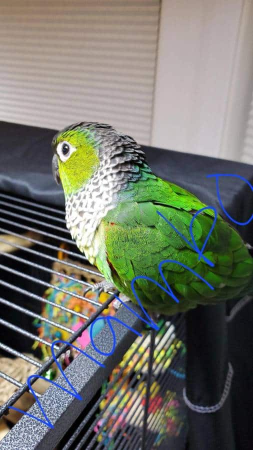 Male Black Cap Conure Looking for New Home image 2