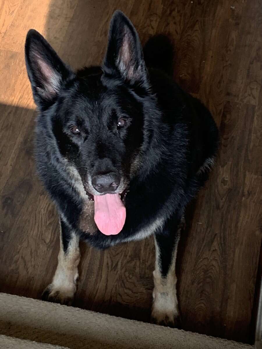 looking for home for my German Shepherd image 1