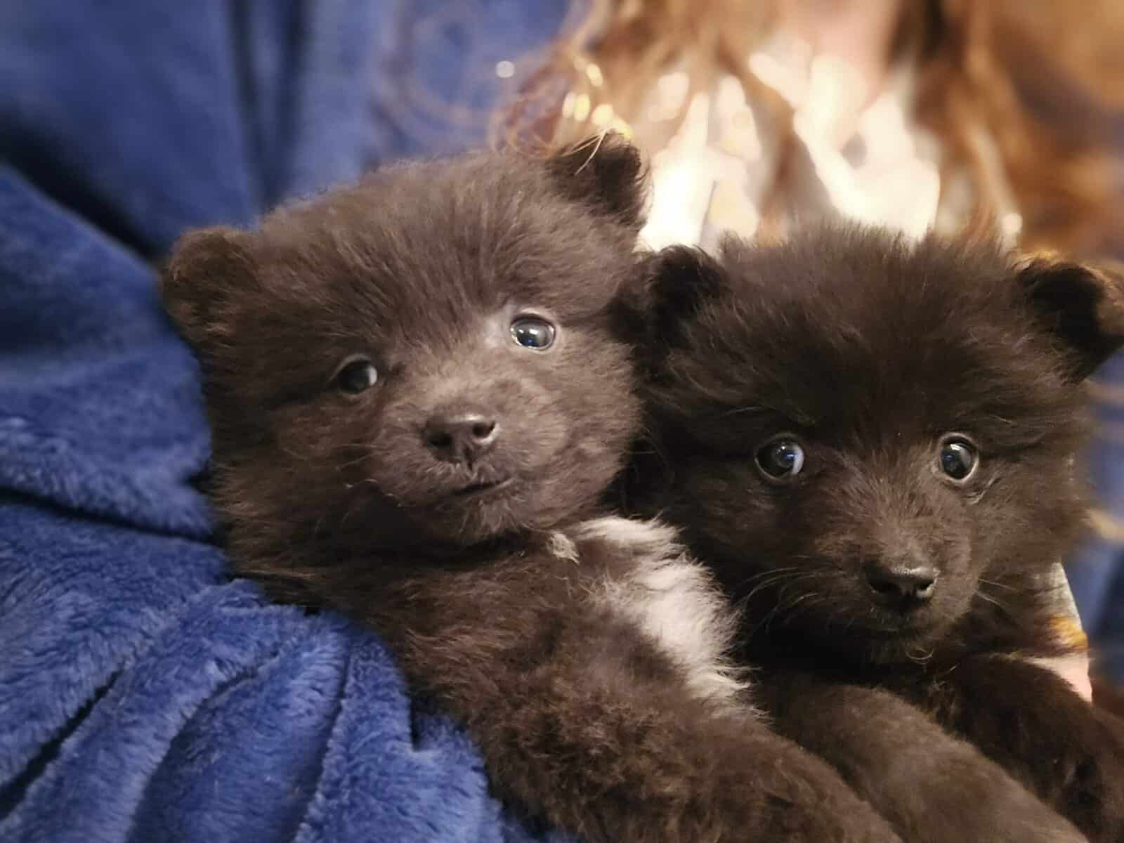 Pomeranians image 11