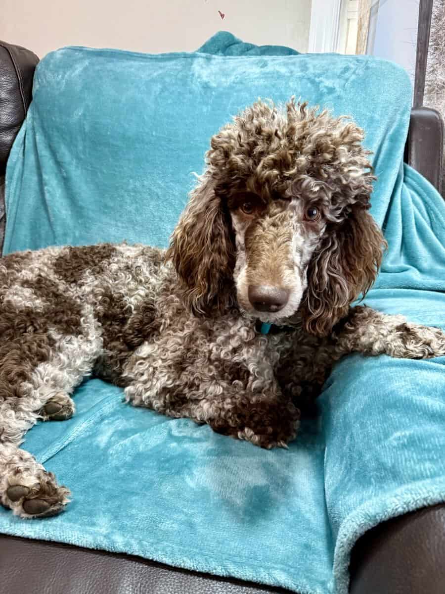 Chocolate Standard Poodle image 5