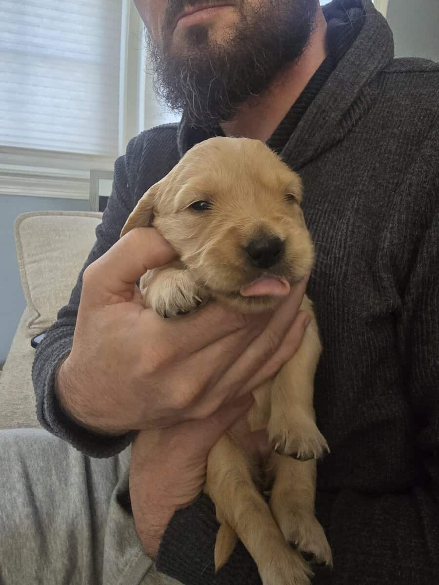 Puppy 2 image 5