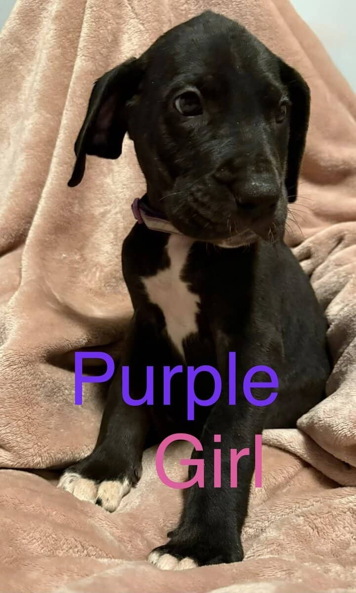 Great Dane - Pure Bred image 7