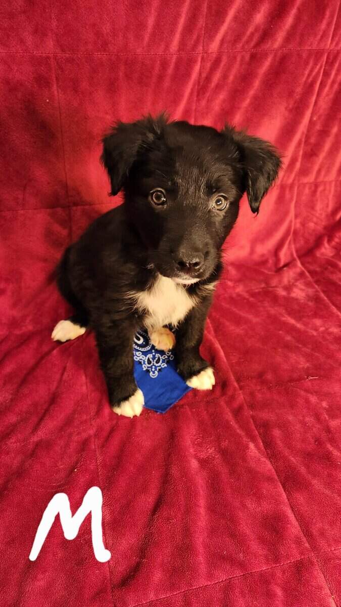Aussie/ Collie image 7