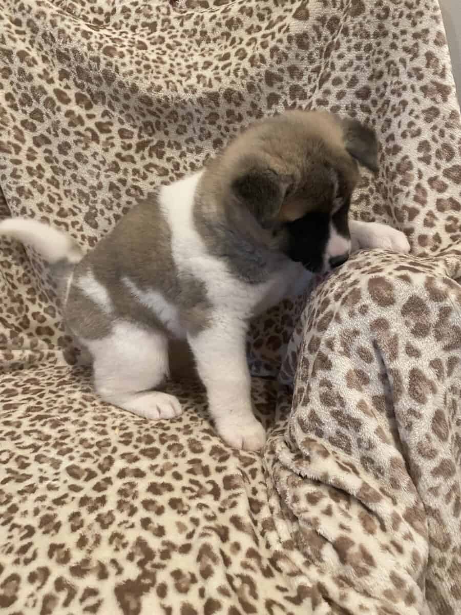 American Akita puppies image 6