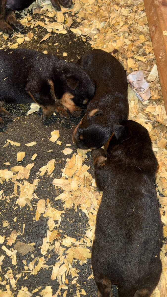 Rottweiler Puppies For Sale image 2