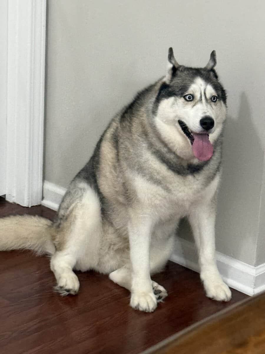 Forever home for friendly adorable Sasha. image 3