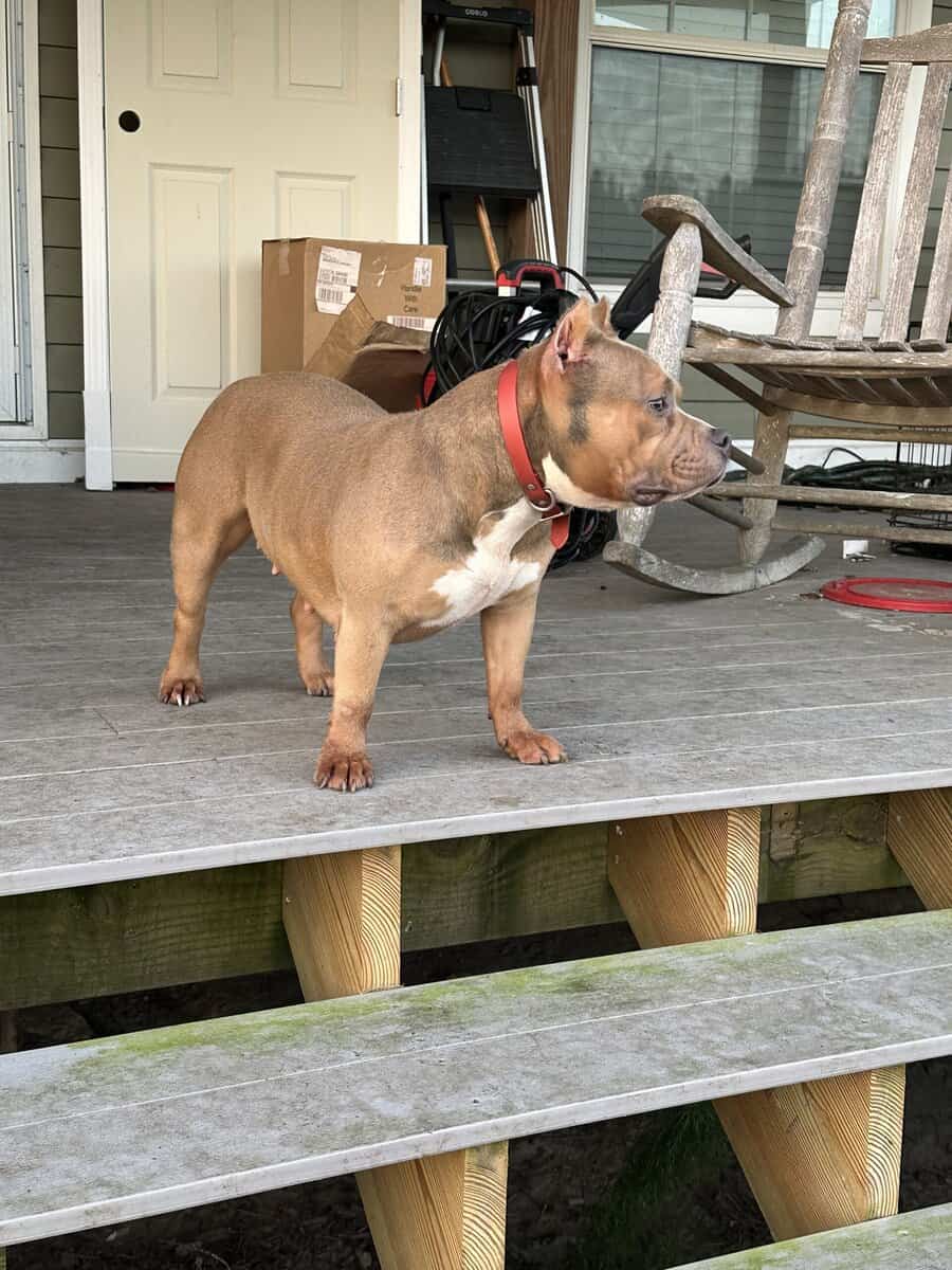 American bully female image 2