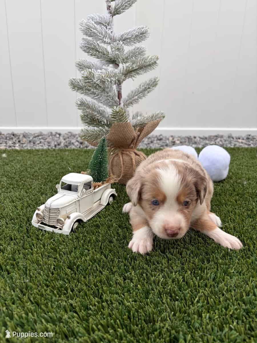 Red Merle - Mini Australian Sherpard image 3